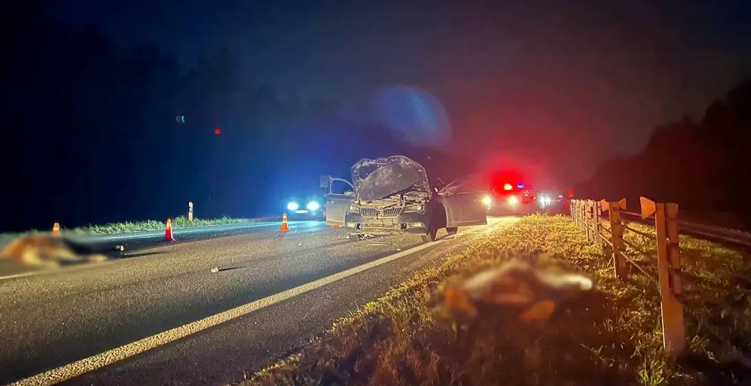 В Крупском районе из-за вышедшего на дорогу лося погиб пассажир из-за вышедшего на дорогу лося погиб пассажир