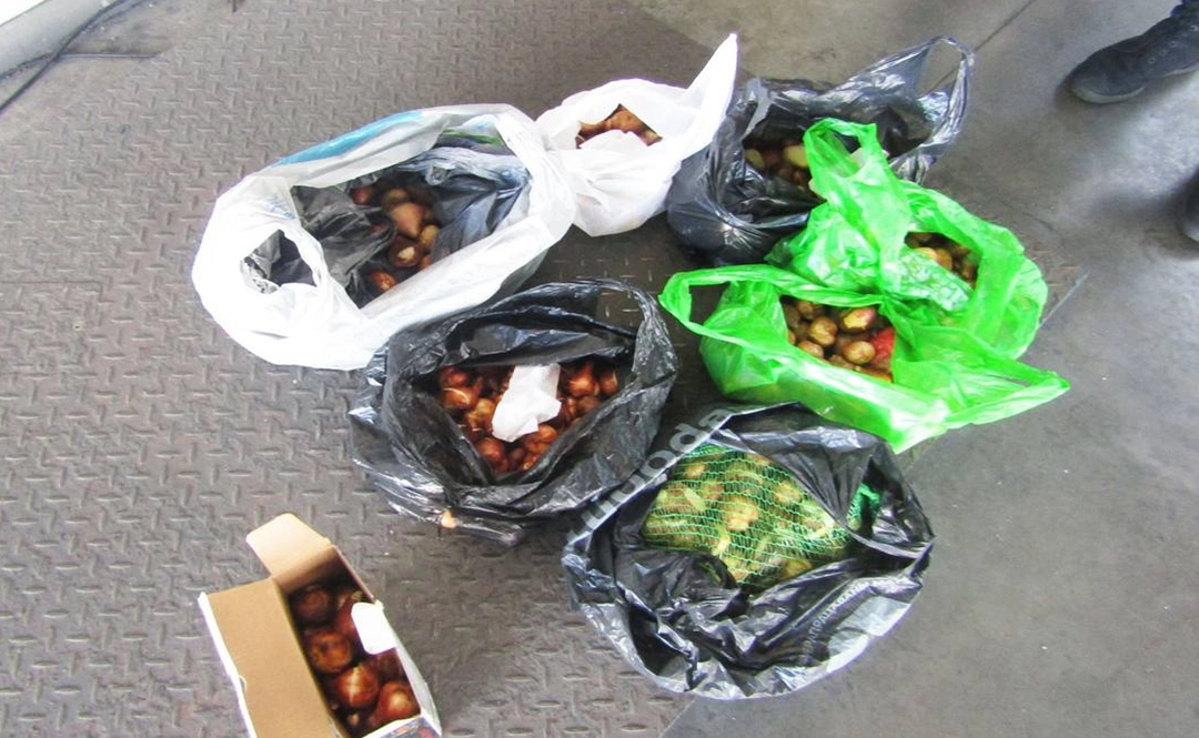 спрятал в тайниках партию луковиц тюльпанов