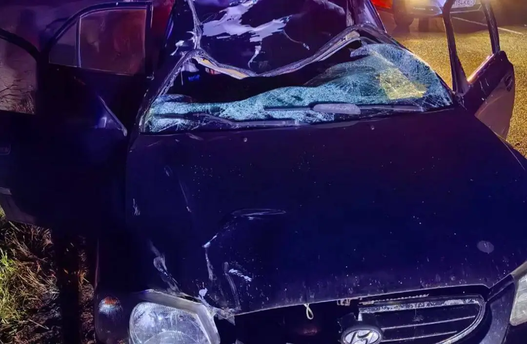 ДТП с лосем в Калинковичском районе: погиб пассажир ДТП с лосем в Калинковичском районе: погиб пассажир_1