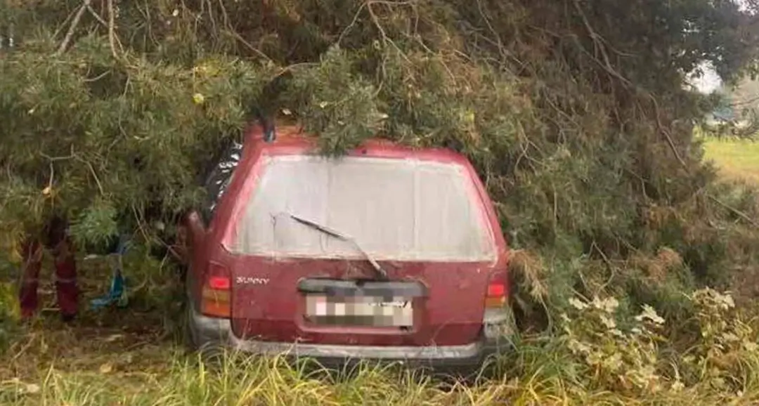 Nissan Sunny врезался в дерево2